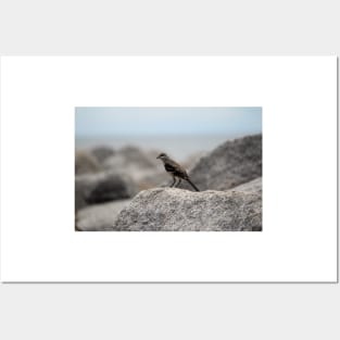 Bird On A Rock By The Sea Posters and Art